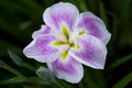 Iris ensata 'Dinner Plate Cupcake'