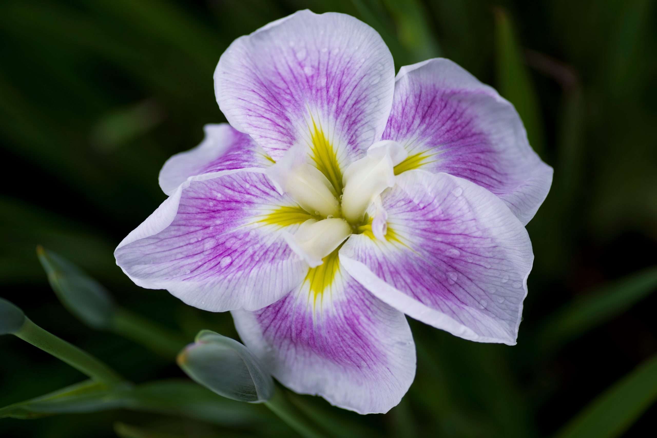Iris ensata 'Dinner Plate Cupcake'