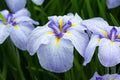 Iris ensata 'Dinner Plate Icecream'