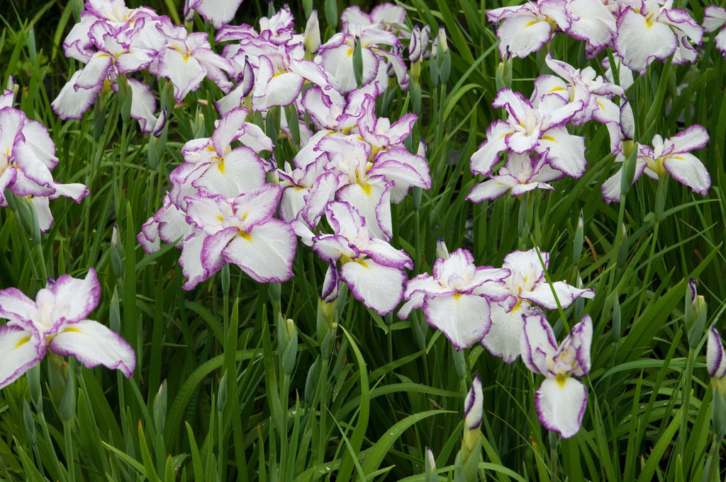 Iris ensata 'Dinner Plate Jell-o'