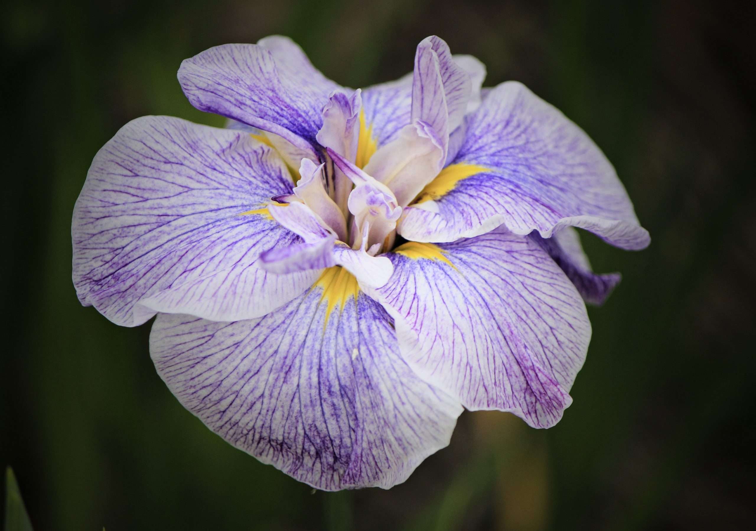Iris ensata 'Dinner Plate Wave Action'