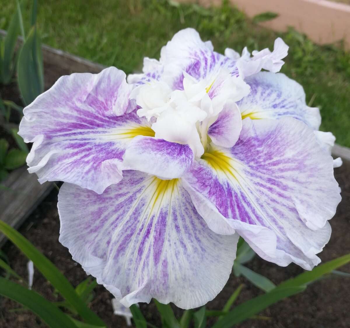 Iris ensata 'Dinner Plate Cheesecake'