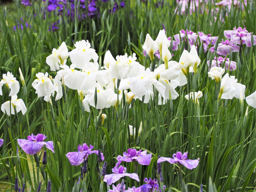 Iris ensata 'Dramatic Moment'