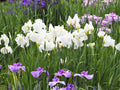 Iris ensata 'Dramatic Moment'