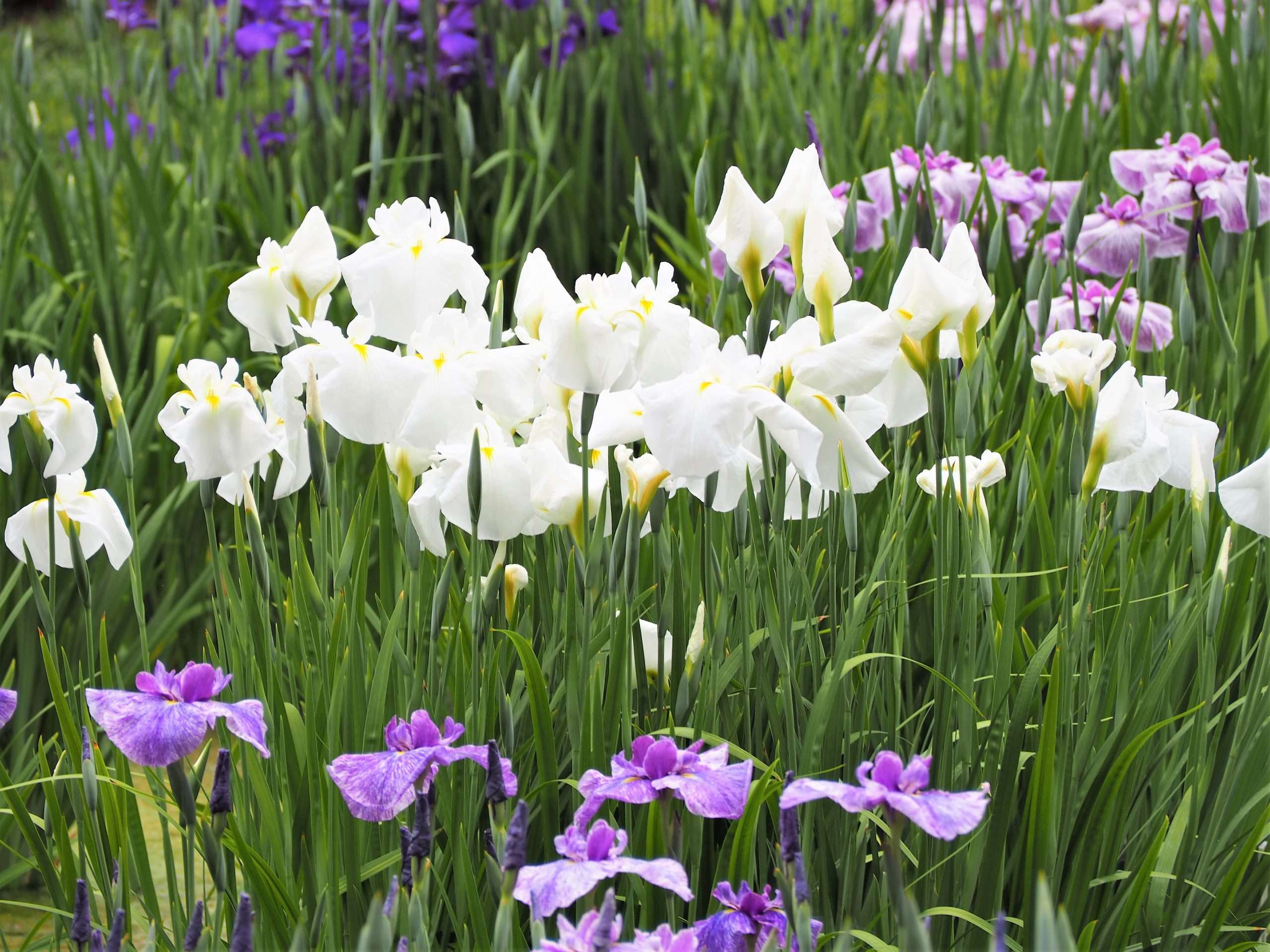 Iris ensata 'Dramatic Moment'