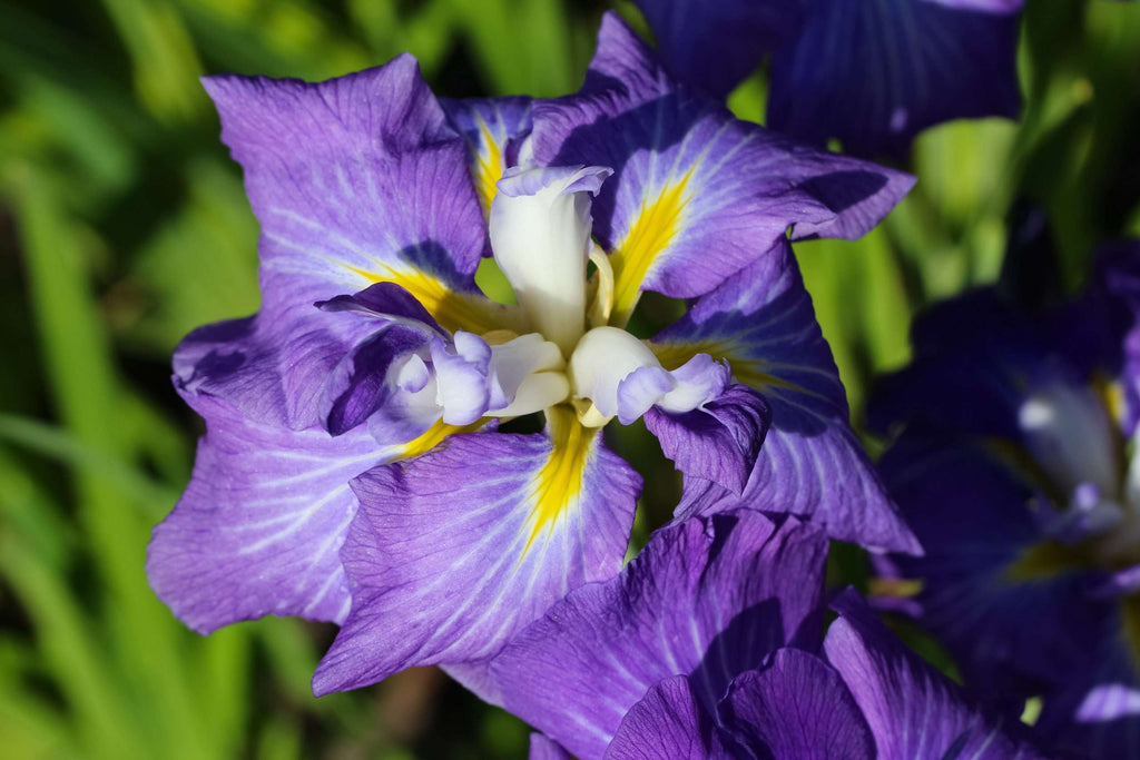Iris ensata 'Electric Rays'