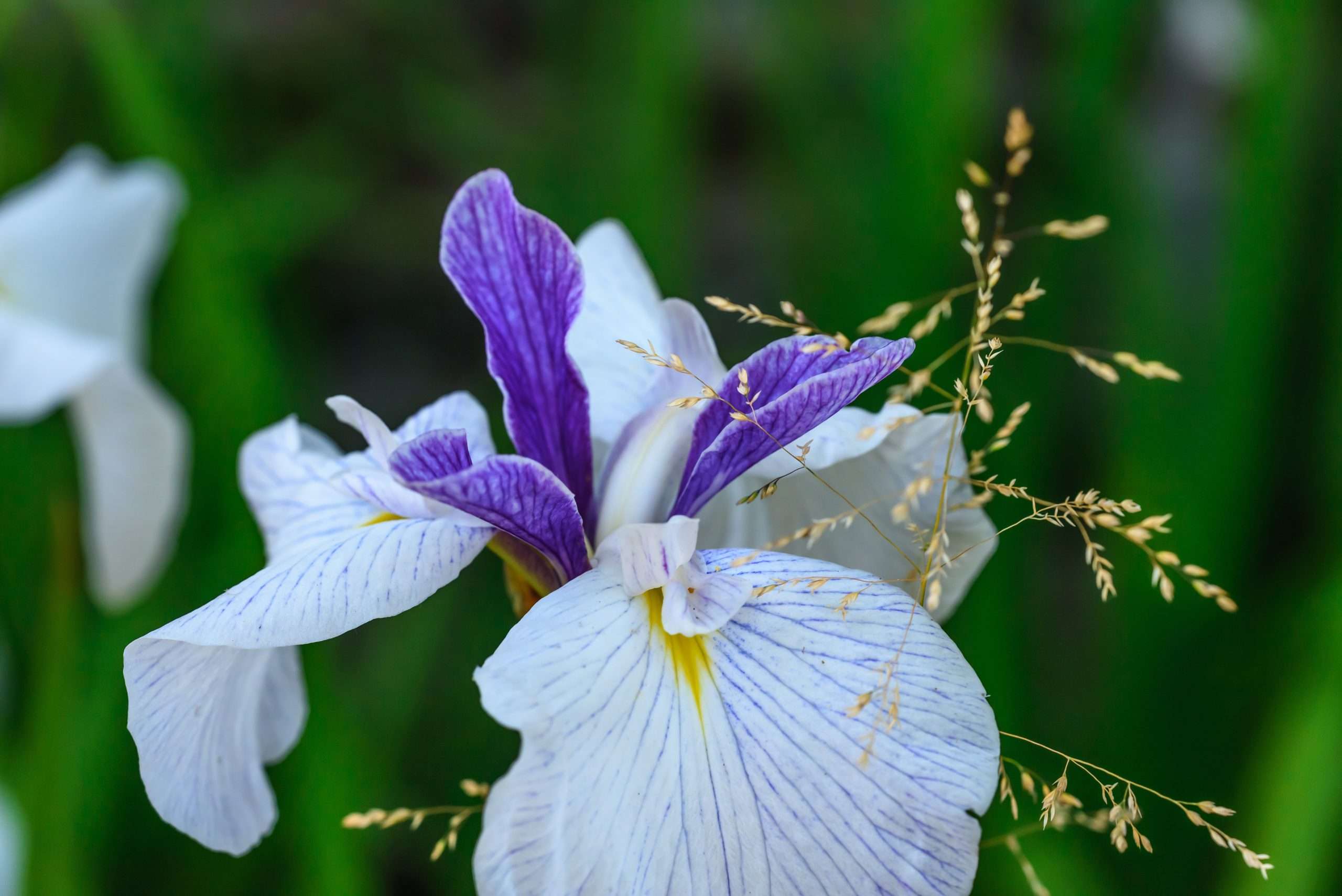 Iris ensata 'Fortune'