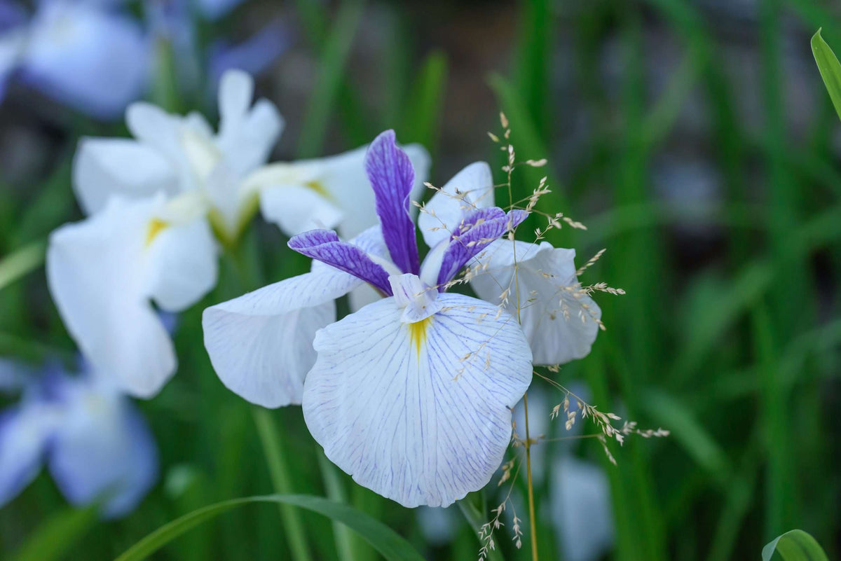 Iris ensata 'Fortune'