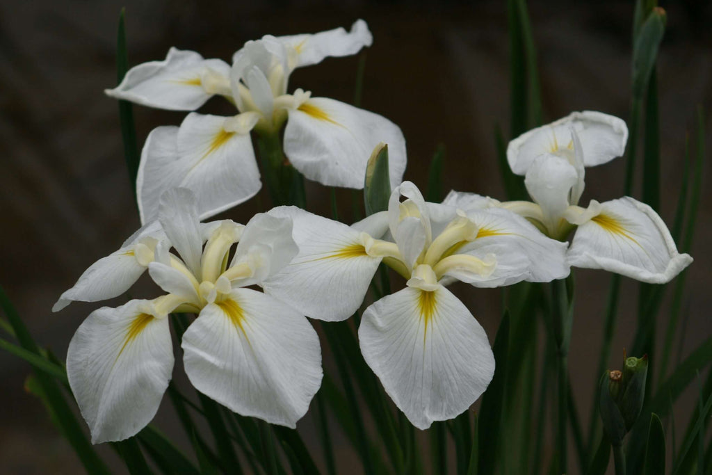 Iris ensata 'Goldbound'