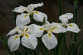 Iris ensata 'Goldbound'