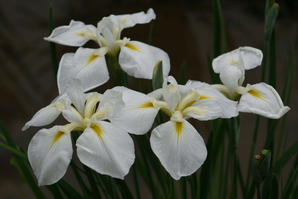 Iris ensata 'Goldbound'