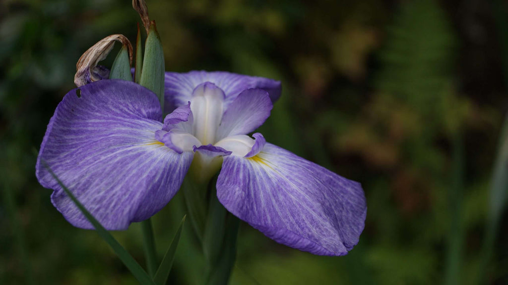 Iris ensata 'Gracieuse'