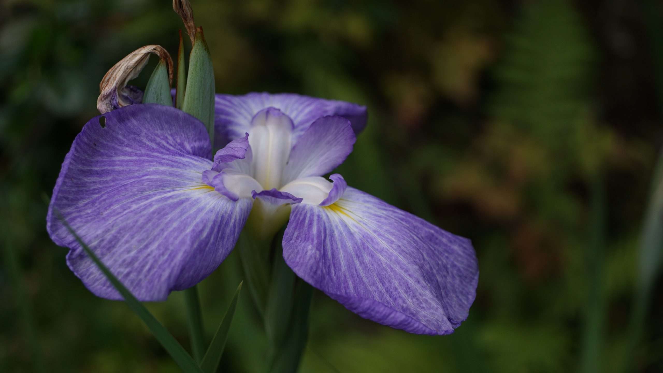 Iris ensata 'Gracieuse'