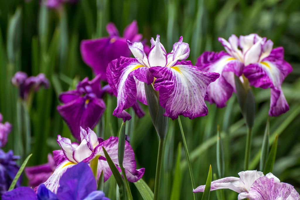 Iris ensata 'Harlequinesque'