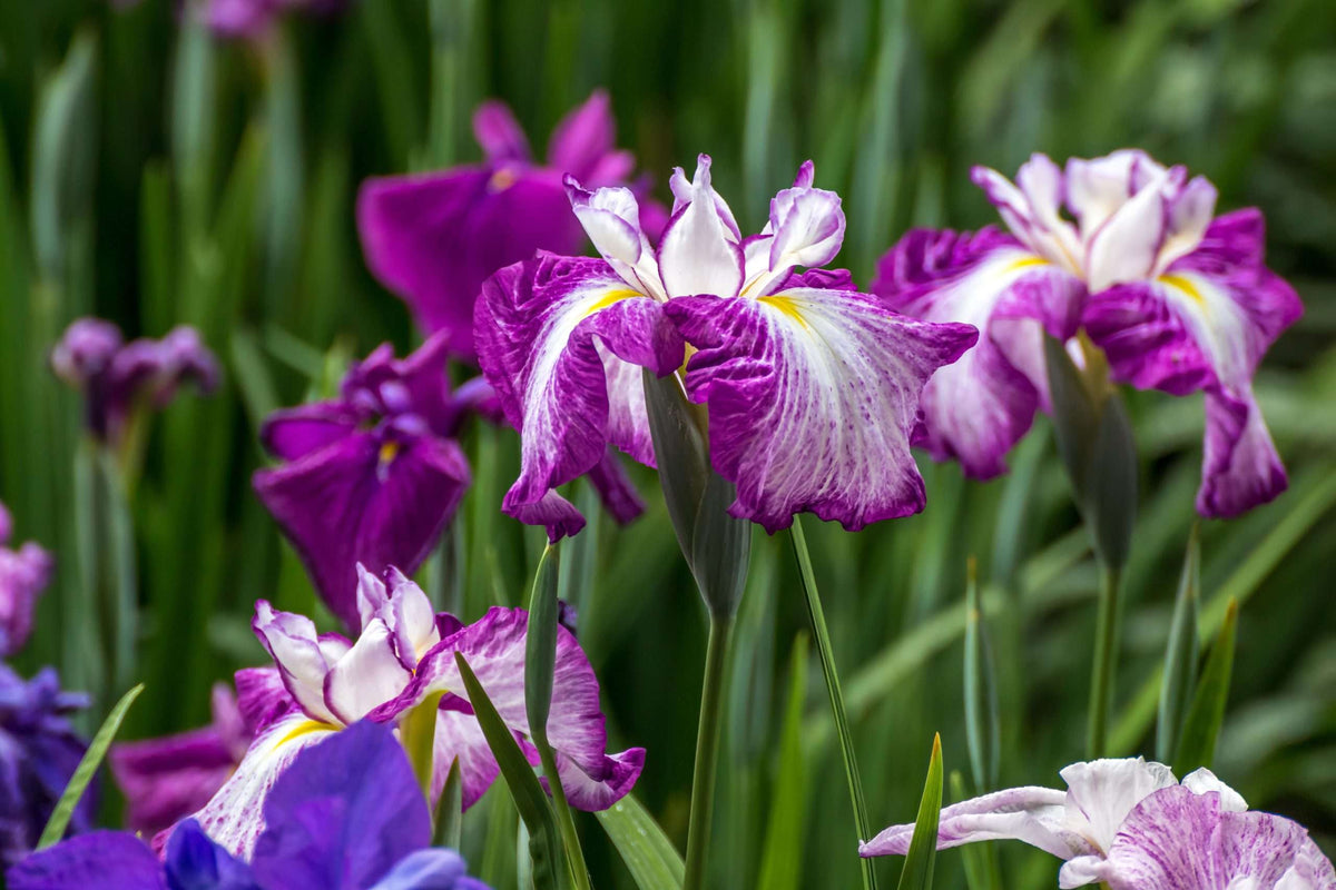 Iris ensata 'Harlequinesque'