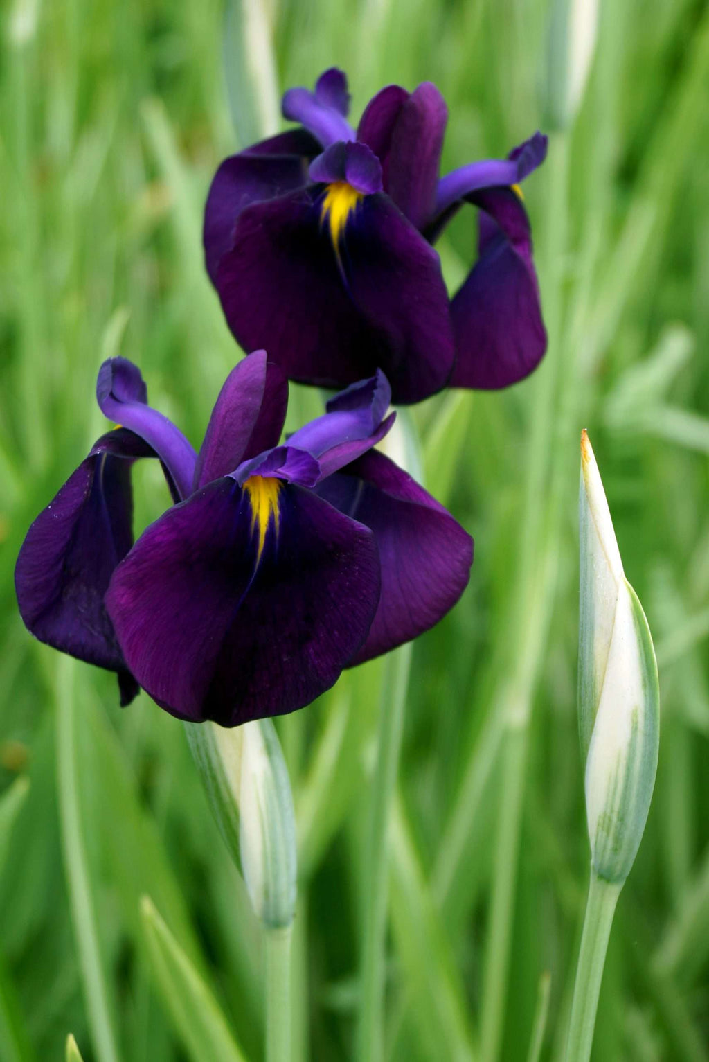 Iris ensata 'Variegata'