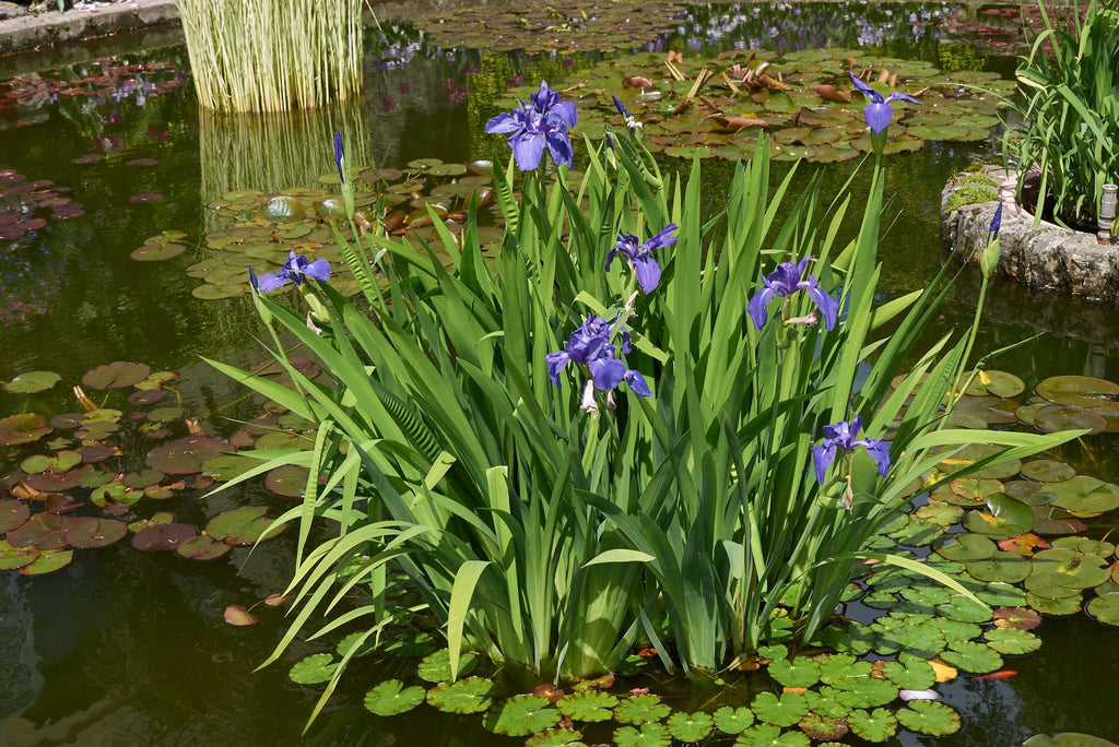 Iris laevigata