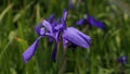 Iris laevigata