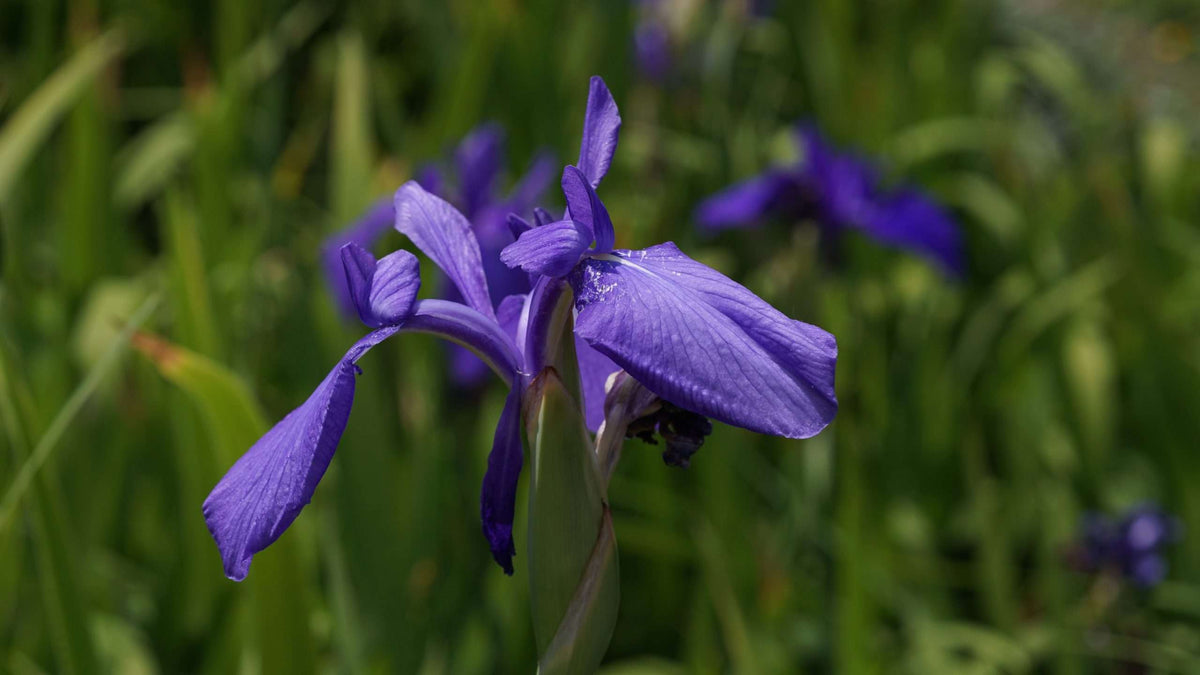 Iris laevigata
