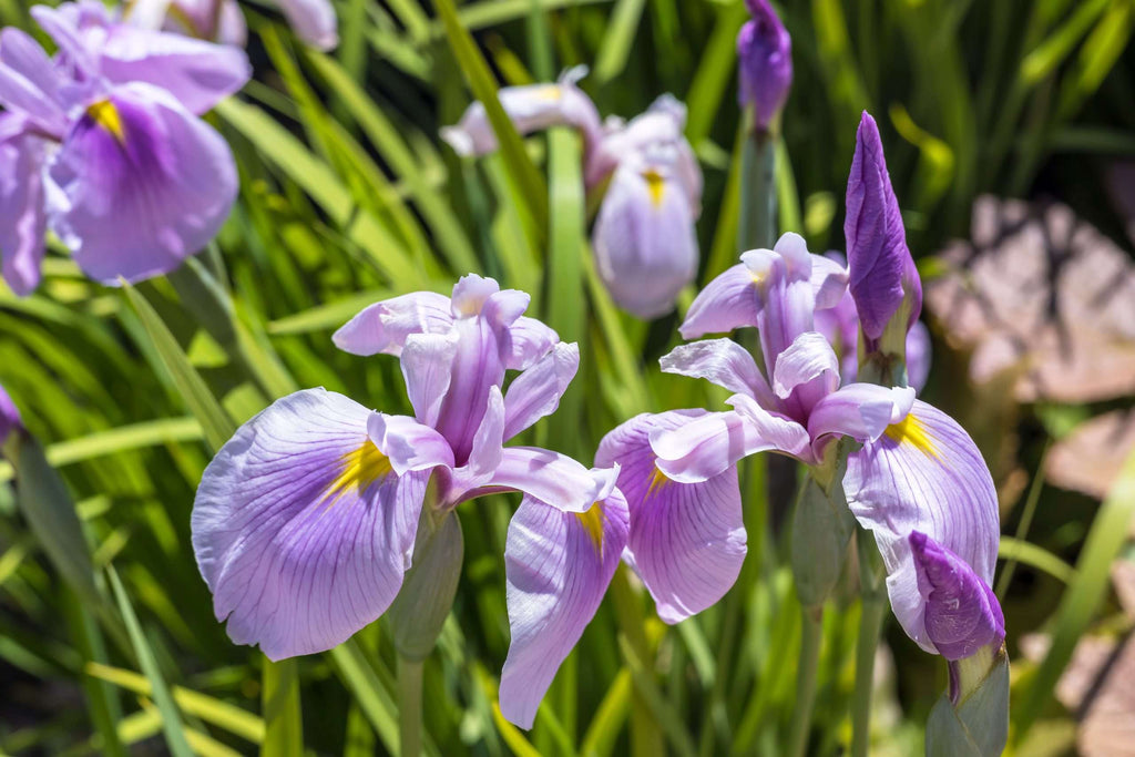 Iris laevigata 'Rose Queen'