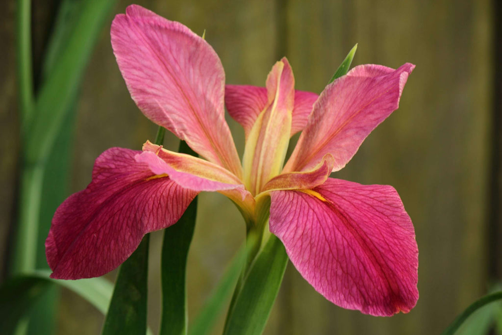 Iris louisiana 'Andy Dandy'
