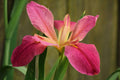 Iris louisiana 'Andy Dandy'