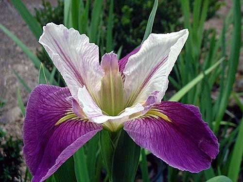 Iris louisiana 'Colorific'