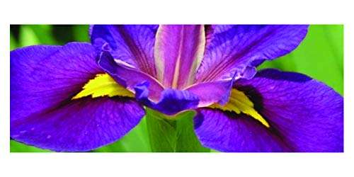 Iris louisiana 'Pegaletta'