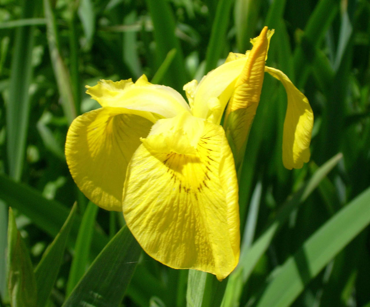 Iris pseudacorus 'Yellow Flag'