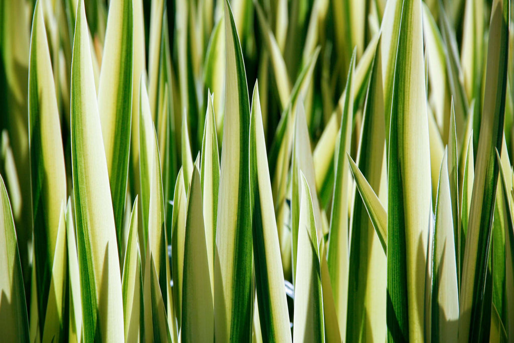 Iris pseudacorus variegata
