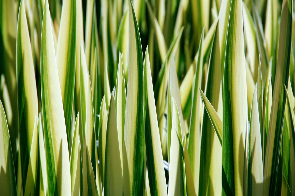 Iris pseudacorus variegata