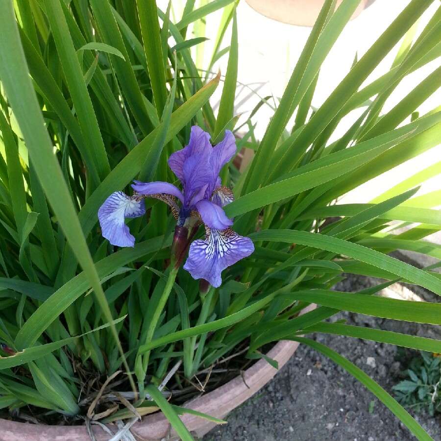 Iris setosa