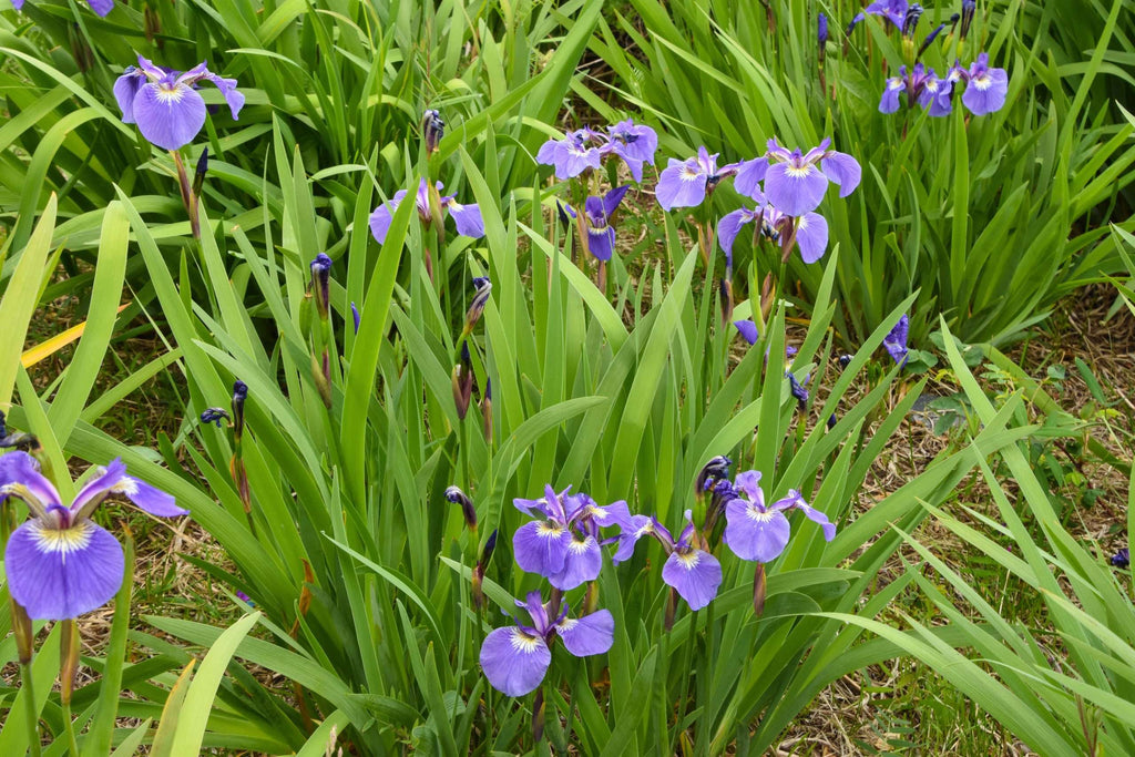 Iris setosa