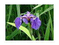 Iris setosa