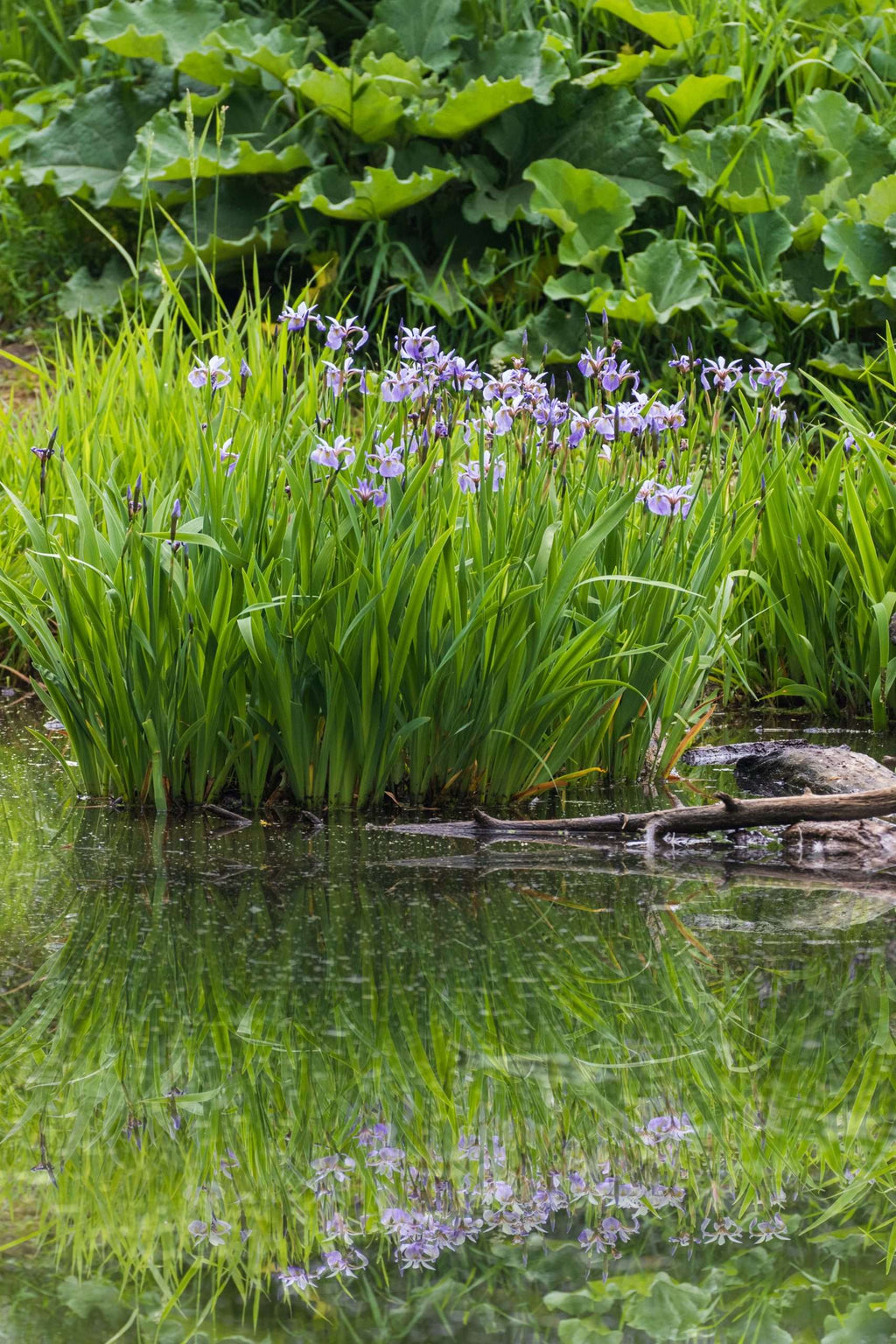 Iris versicolor 'Gerald Darby'