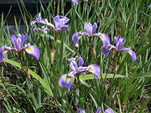 Iris versicolor 'Gerald Darby'