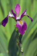 Iris versicolor 'Kermesina'