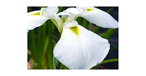 Iris ensata 'Dramatic Moment'