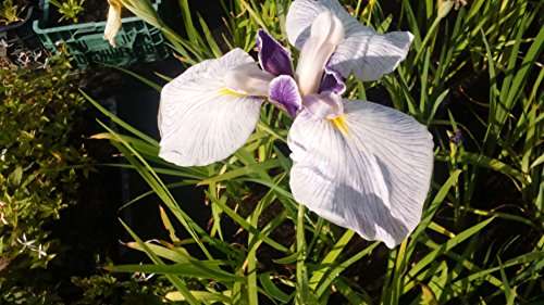Iris ensata 'Fortune'