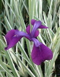 Iris Kaempferi Variegata - Marginal Pond Plants