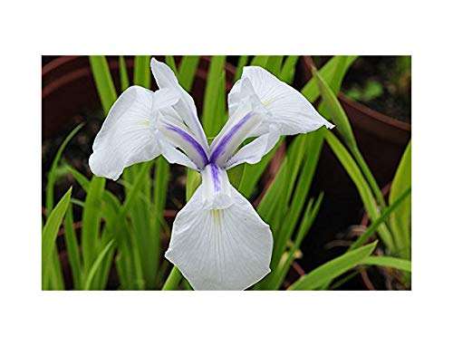 Iris laevigata 'Snowdrift'