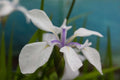 Iris laevigata 'Snowdrift'