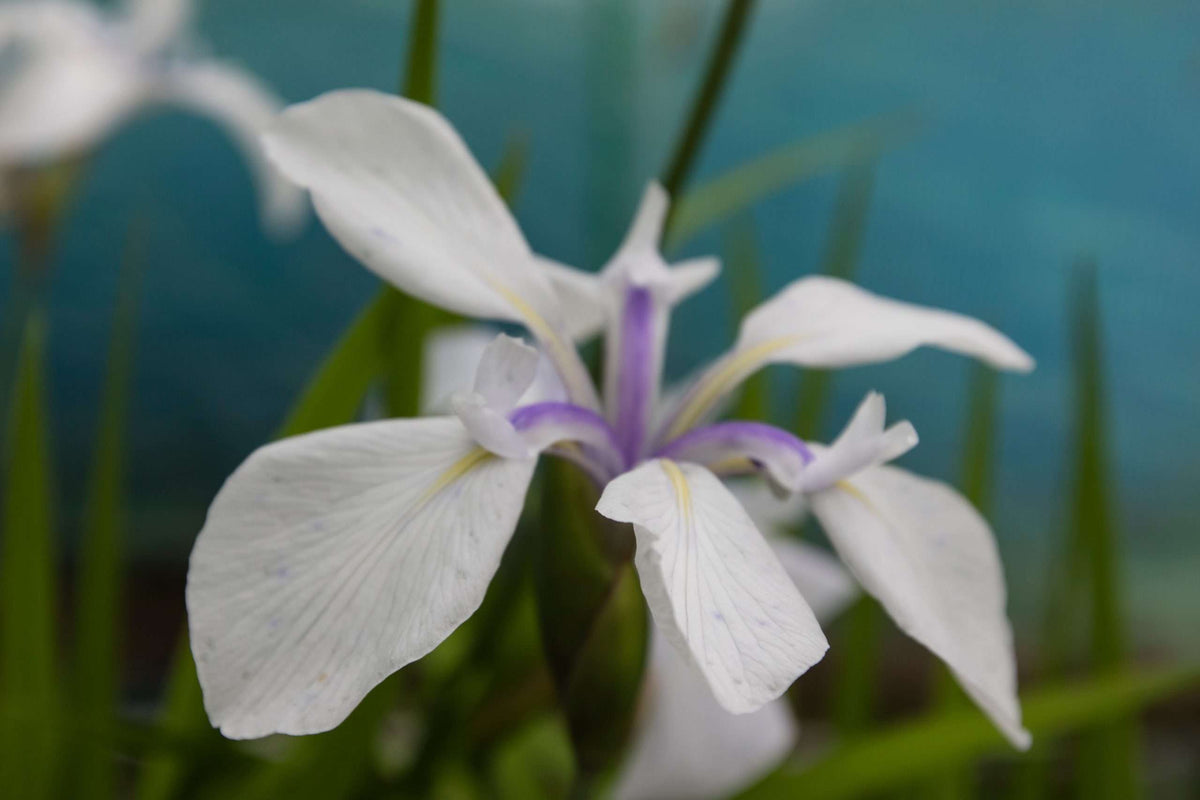Iris laevigata 'Snowdrift'