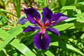 Iris louisiana 'Black Gamecock'