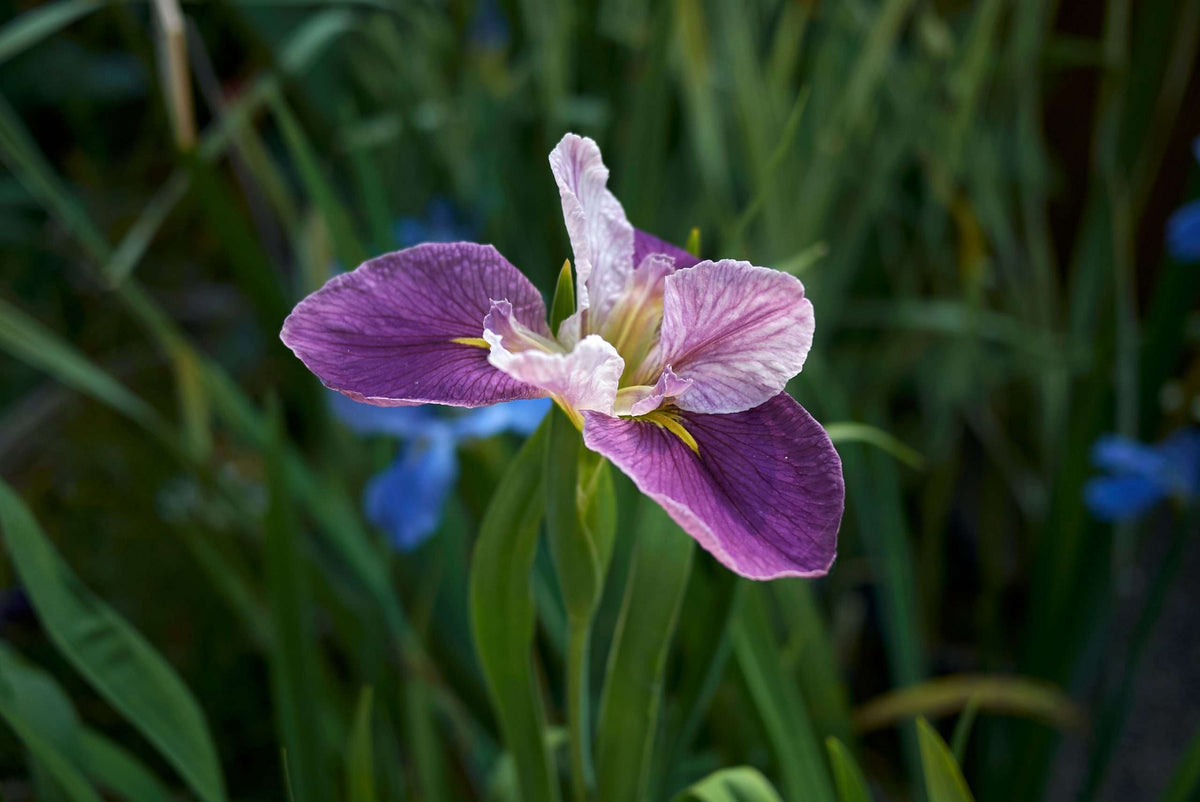 Iris louisiana 'Colorific'