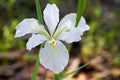 Iris louisiana 'Her Highness'