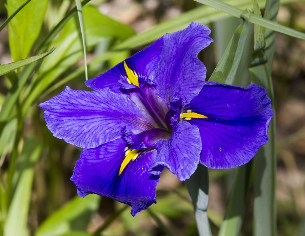 Iris louisiana 'Pegaletta'