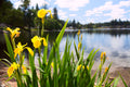 Iris pseudacorus 'Yellow Flag'