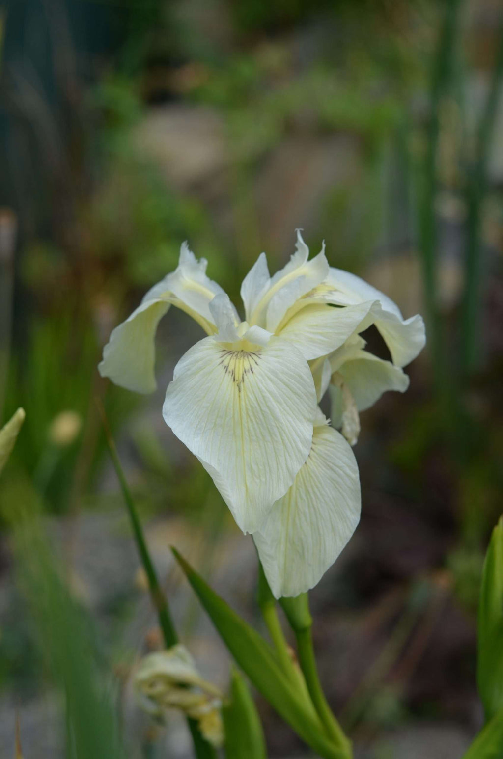 Iris pseudacorus bastardii