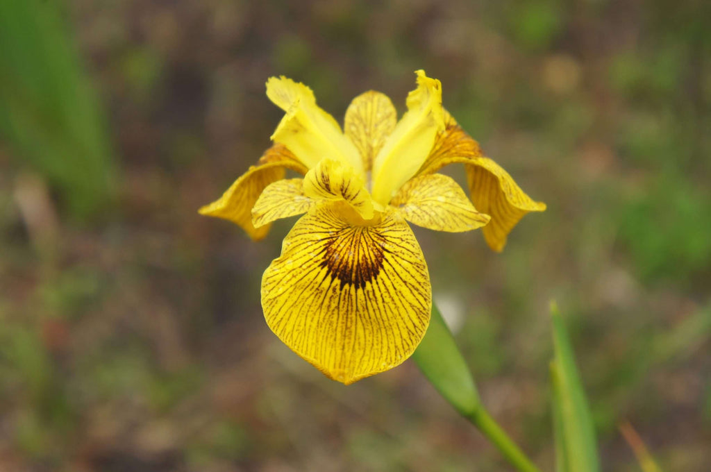 Iris pseudacorus 'Berlin Tiger'